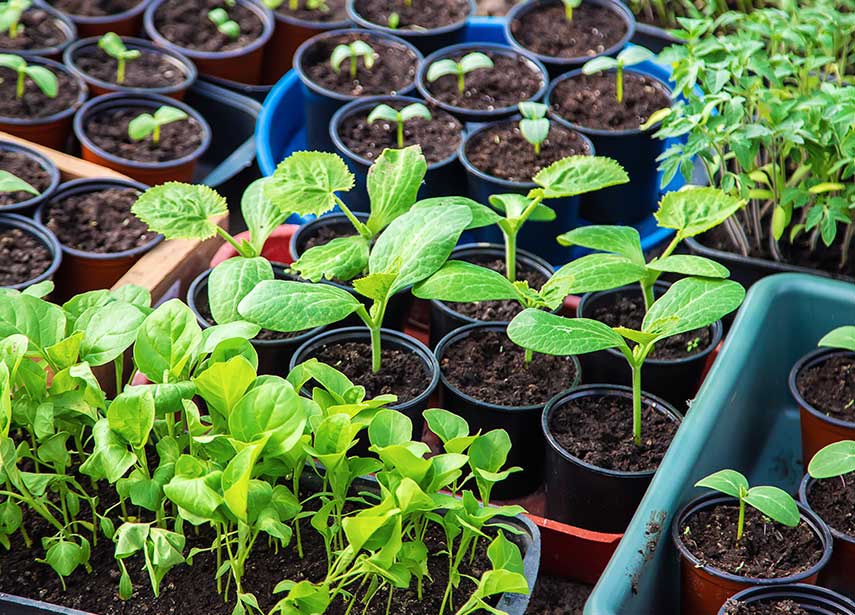 Nurturing Sustainable Agriculture