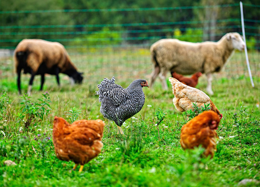 Empowering Farmers and Producers