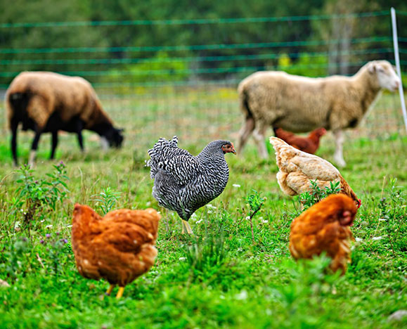 Empowering Farmers and Producers